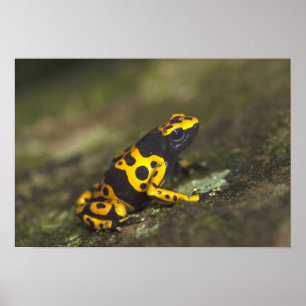 Poster Dendrobates, Sapo de Dart Venenoso de Banda Amarel