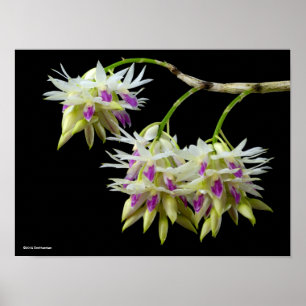 Poster Dendrobium Amethystoglossum