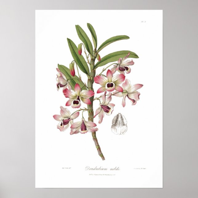 Poster Dendrobium nobile (Frente)