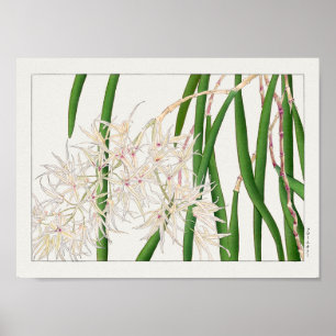 Poster Dendrobium teretifolium por Tanigami Konan