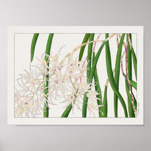 Poster Dendrobium teretifolium por Tanigami Konan (Frente)