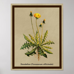 Poster Dente-de-leão no papel velho