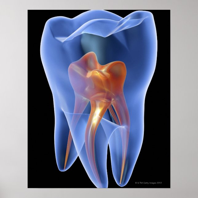 Poster Dente, seção transversal transparente de um Molar (Frente)