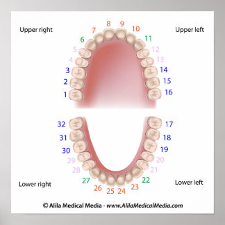 Pôster Dentes permanentes, dentição adulta, numerada, pos