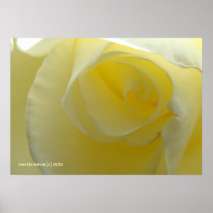 Pôster Dentro a White Rose