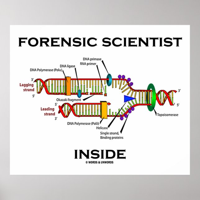 Poster Dentro de Cientista Forense (Replicação de DNA) (Frente)