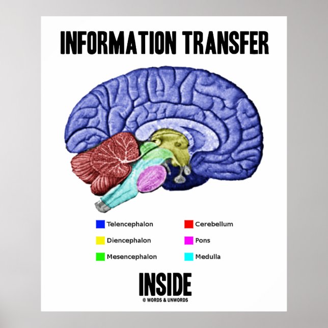 Pôster Dentro de transferência de informações (Anatomia c (Frente)