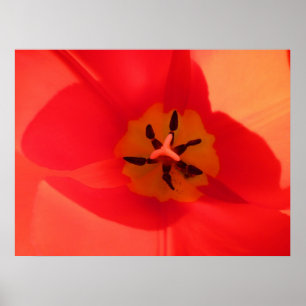 Poster Dentro de uma tulipa
