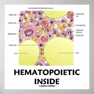 Pôster Dentro Hematopoiético (Formação de Células San