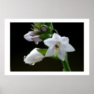 Poster Depois da chuva