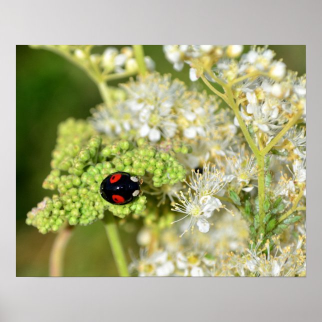 Poster Der schwarz - Escreveu Marienkäfer (Frente)