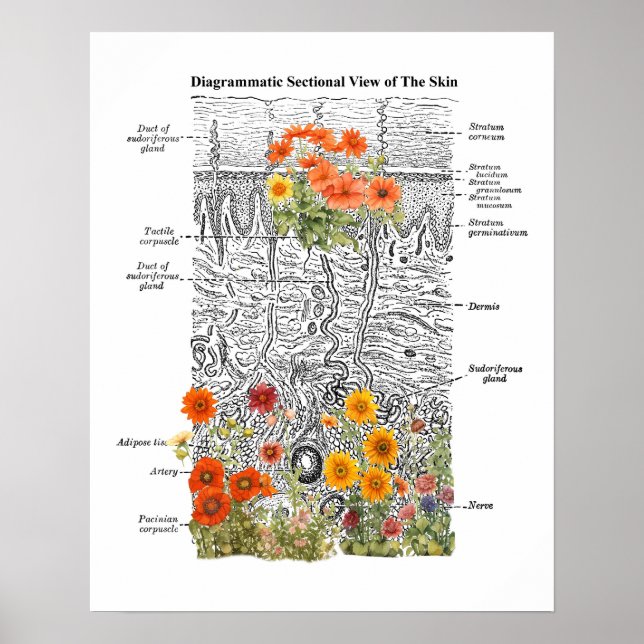 Poster Dermatologia Anatomia da Pele com Detalhes Florais (Frente)