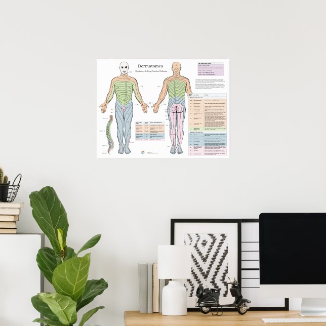 Miotomi Ruke Dermatomos Membro Inferior Dermatomos E Miotomos: Anatomia E