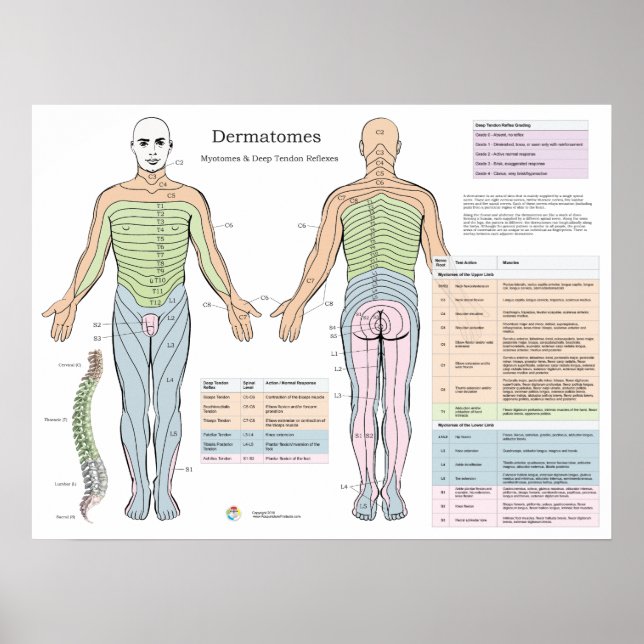 Poster Dermatomos Myotomes Tensões Profundos Reflexos Pos (Frente)