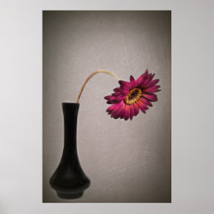 Pôster Derrubando Gerbera Daisy Em Vase