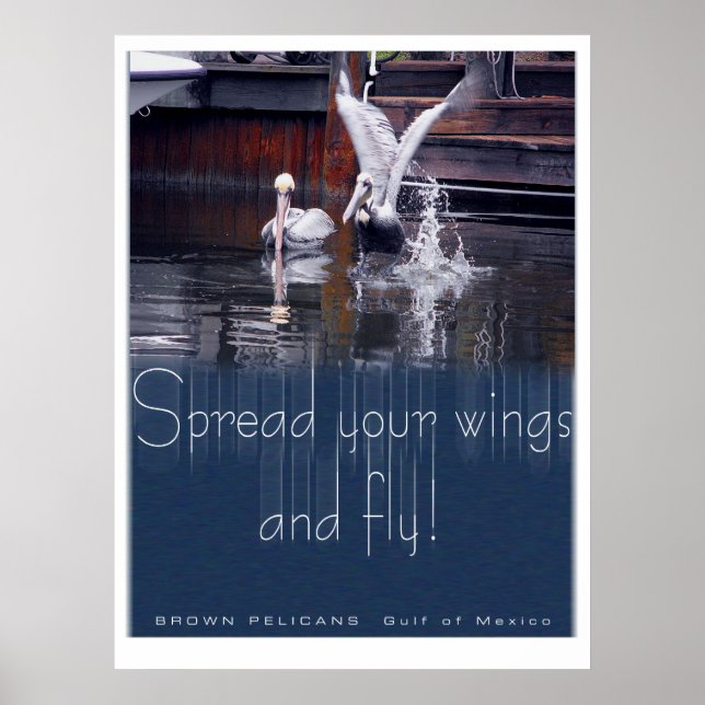 Pôster Desativação Pelicana (Frente)