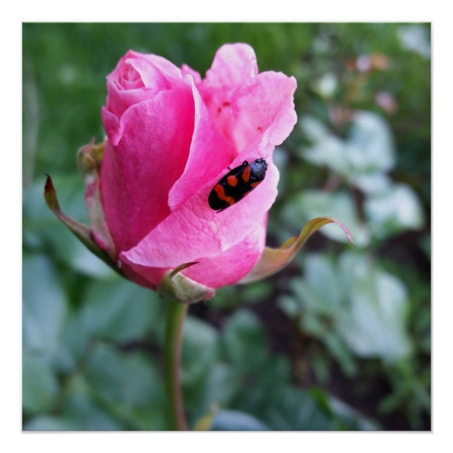 Pôster descansando em um rosa (Frente)