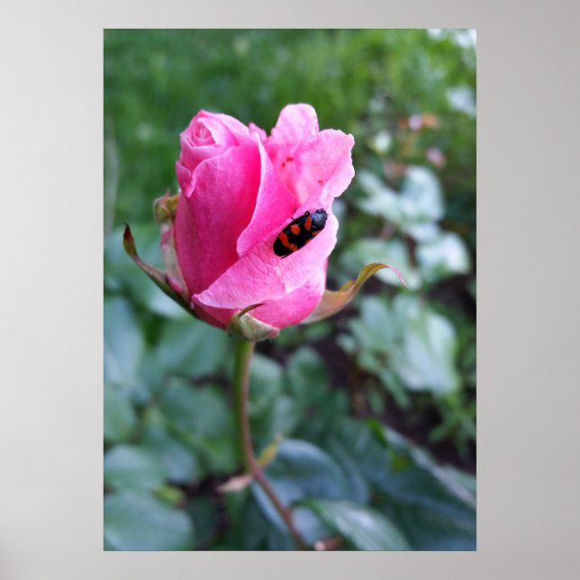 Poster descansando em um rosa (Frente)