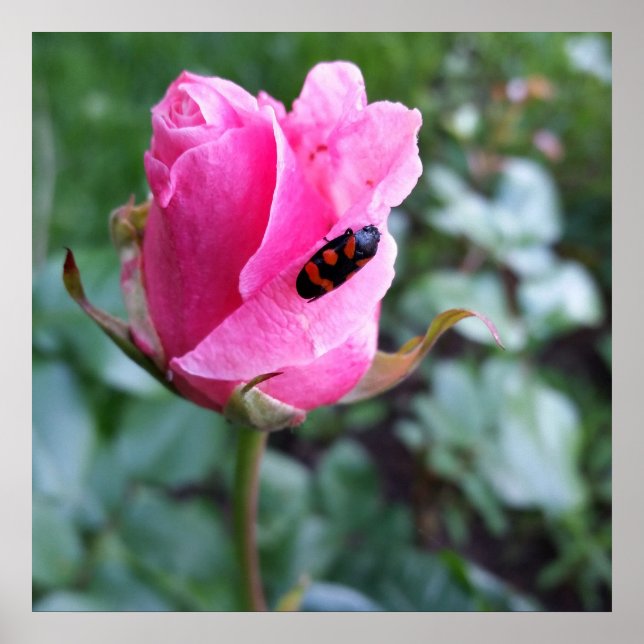 Poster descansando em um rosa (Frente)