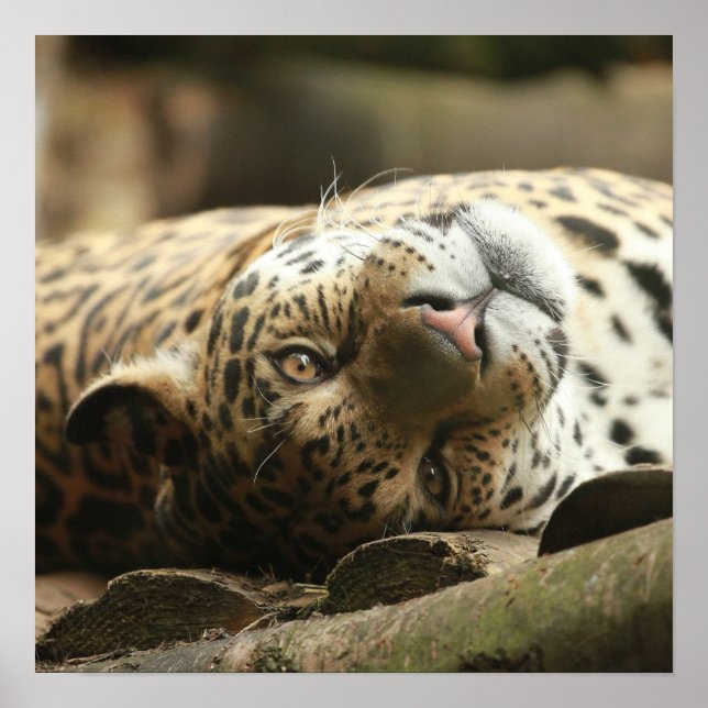 Poster Descansar Jaguar (Frente)