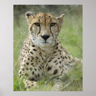 Poster Descansar na grama