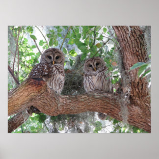 Pôster Descanso à tarde