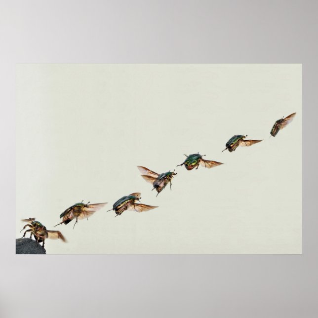 Poster Descolagem de Cetonia aurata (Frente)