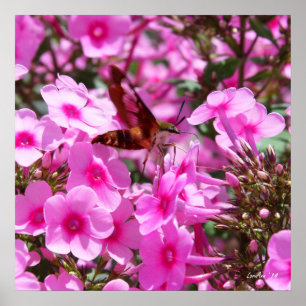 Poster Descoloração do Hummingbird e Phlox 3