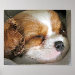 Poster descuidado do filhote de cachorro do