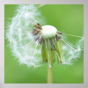 Pôster Desejo de Dandelion