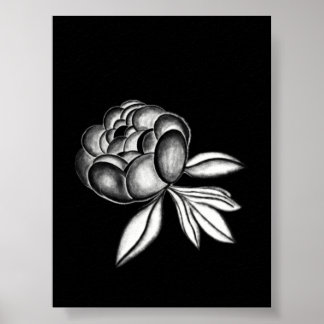 Poster desenho a lápis de peônias