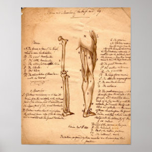 Poster Desenho anatômico