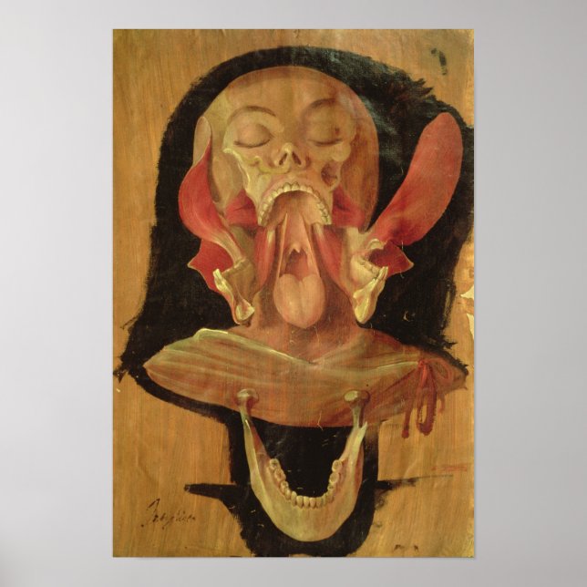 Pôster Desenho anatômico da cabeça (Frente)