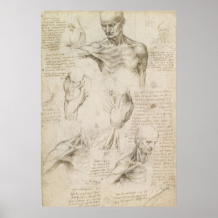 Pôster Desenho anatômico de Leonardo do ombro e do