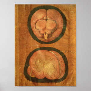 Pôster desenho anatômico do cérebro humano