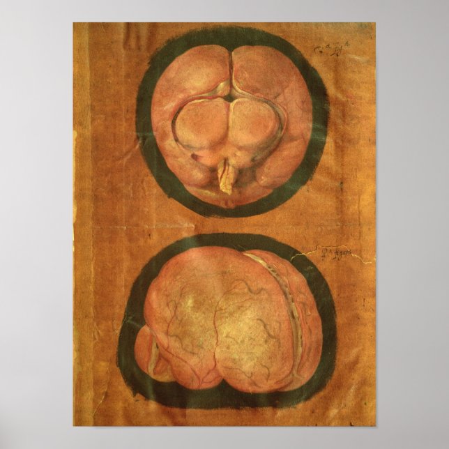 Pôster desenho anatômico do cérebro humano (Frente)