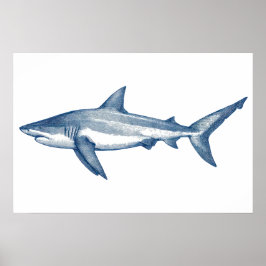 Poster Desenho antigo do tubarão branco Excelente
