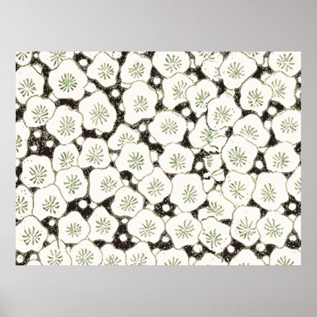 Poster Desenho Antigo Flor Branca Japonesa (Frente)