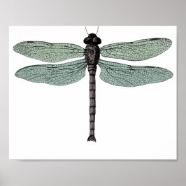 Poster Desenho Antiquado De Dragonfly Vintage De Tipograf