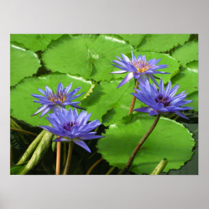 Poster Desenho Botânico Floral de Nenúfar Tropical