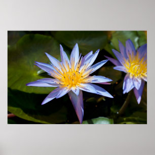 Poster Desenho Botânico Floral de Nenúfar Tropical