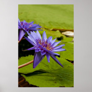 Pôster Desenho Botânico Floral de Nenúfar Tropical