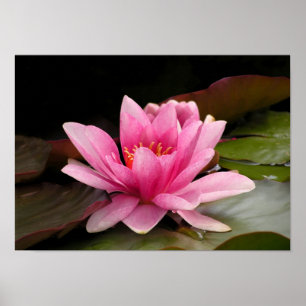 Pôster Desenho Botânico Floral de Nenúfar Tropical