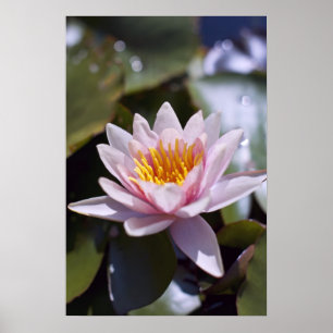 Poster Desenho Botânico Floral de Nenúfar Tropical