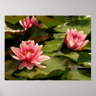 Pôster Desenho Botânico Floral de Nenúfar Tropical