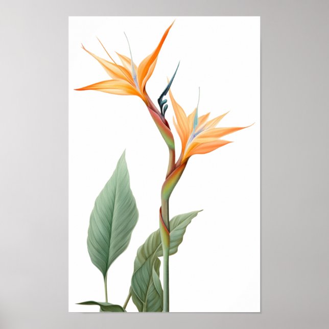Poster Desenho da ave do paraíso (flor) (Frente)
