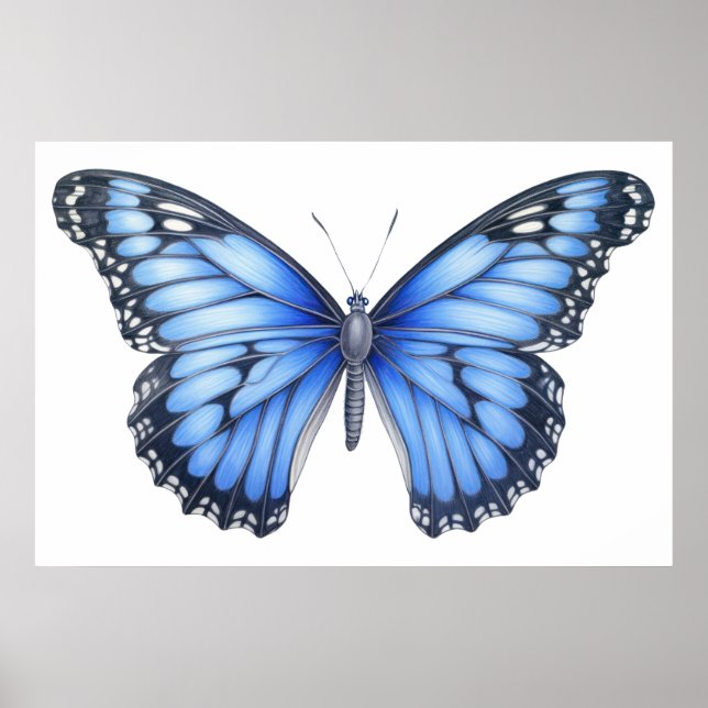 Poster Desenho da borboleta (Frente)