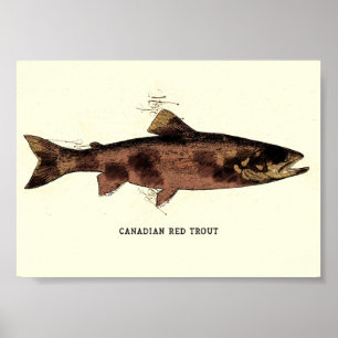 Poster Desenho da Ilustração da Trout Vermelha Canadense