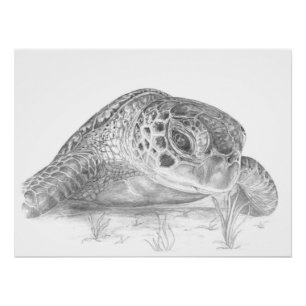 Pôster Desenho da tartaruga de mar verde