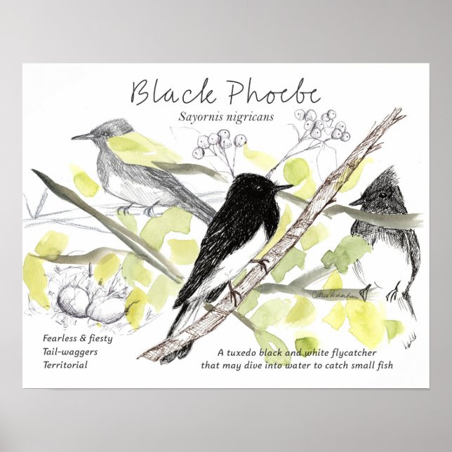 Poster Desenho de árvore de Tuxedo de pássaro Phoebe pret (Frente)